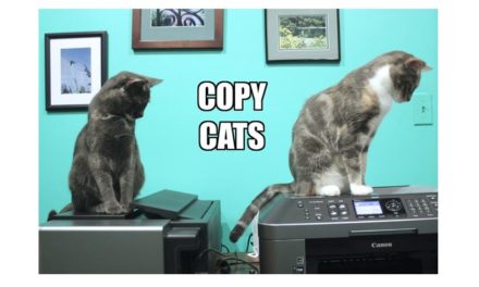 Ich liebe ja diese Copy-Cats: Weiter machen!
