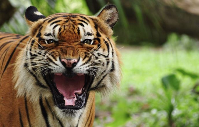 Das Anti-Abmahngesetz – Der zahnlose Tiger