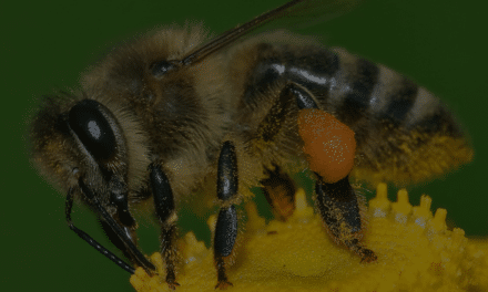 Kostenlose Produktdaten: loadbee.com